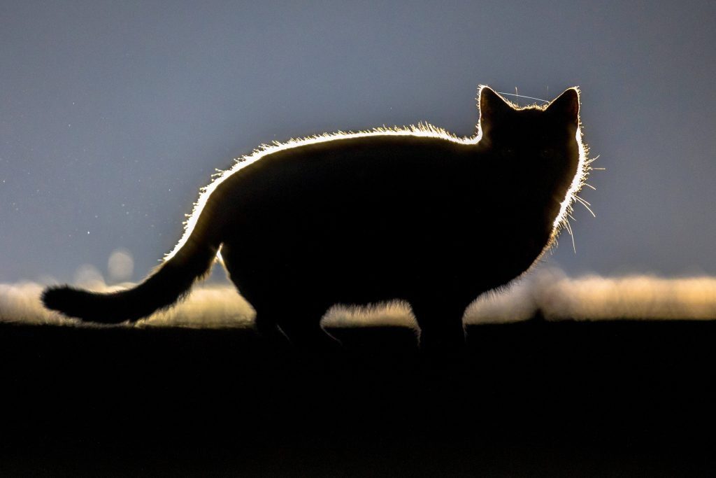 Schockierende Entdeckung: Die Katze wurde nachts gefilmt