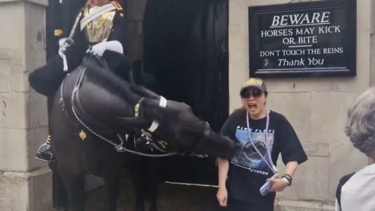 VÍDEO: Turista ignora aviso e é mordida por cavalo da guarda de Londres