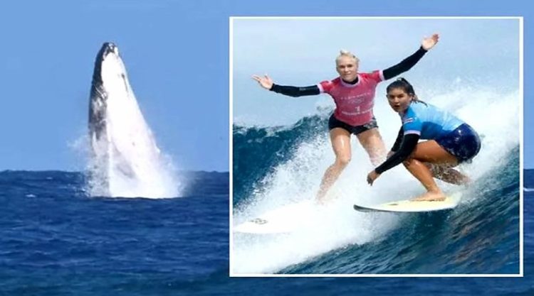 VIDEO: Ballena interrumpe semifinales de surf en Olímpicos 2024 y se roba toda la atención