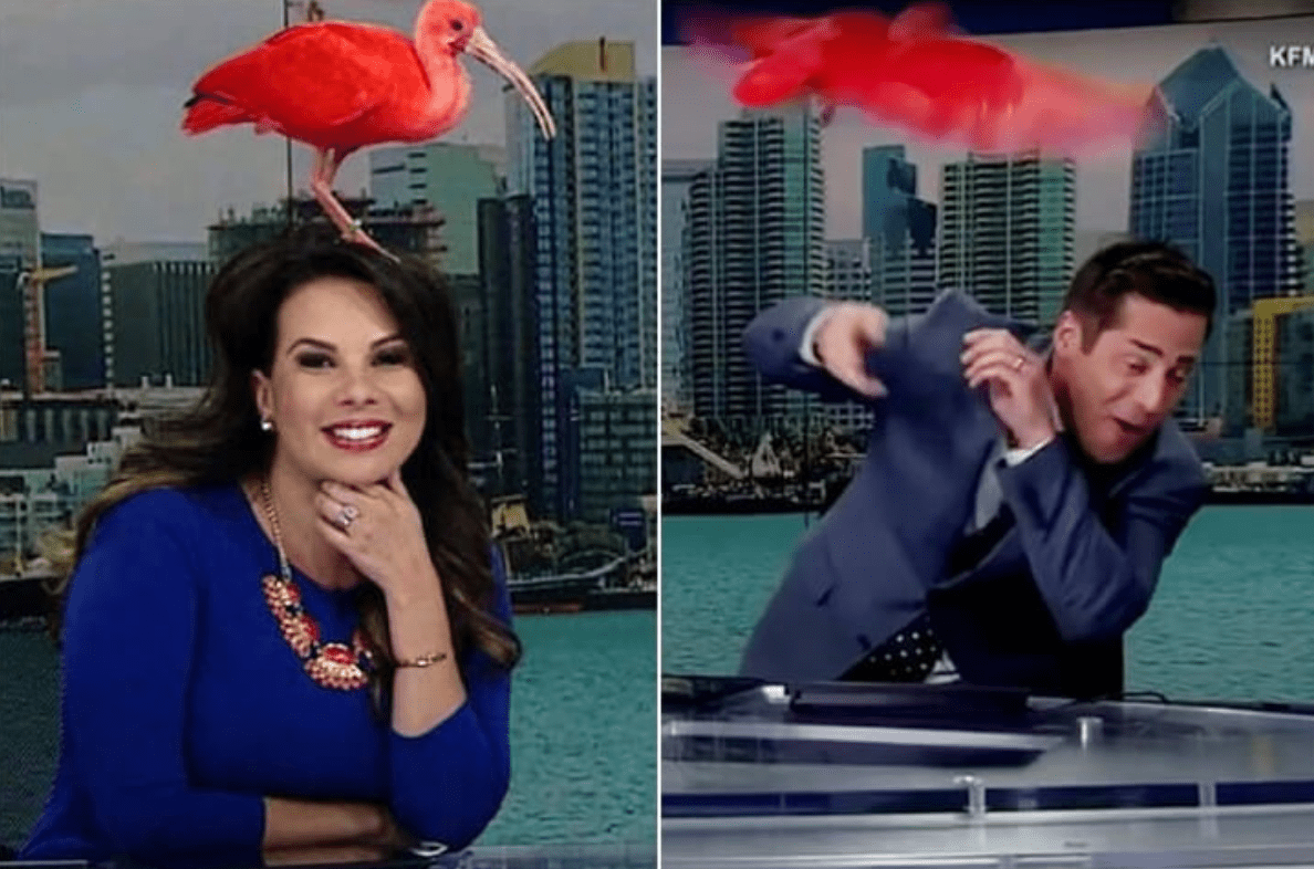 Los espectadores tuvieron que apartar la mirada cuando esto sucedió en la televisión en vivo