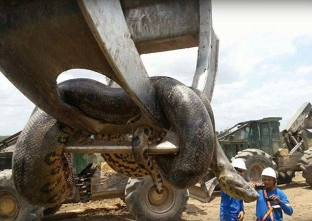 ¿Es esta la serpiente más grande jamás vista? Trabajadores de la construcción descubren una anaconda de 10 metros en una obra de construcción brasileña