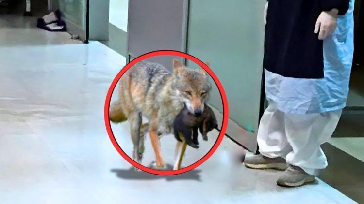 Ein Wolf betrat ein Krankenhaus – die Krankenschwester fing an zu weinen