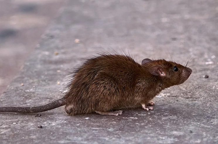 Video: Una rata se aferra más a tu ex que tú en medio de una fuerte tormenta