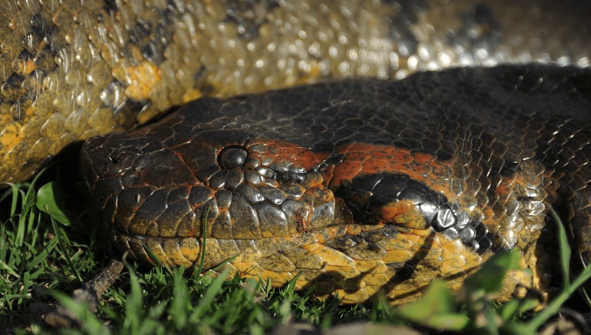 VÍDEO Uma anaconda gigante foi capturada na Colômbia e posou para a câmera ➤ Buzzday.info