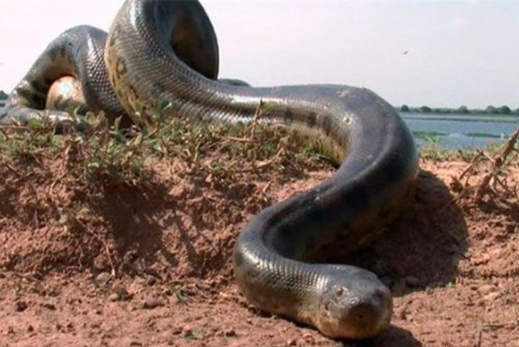 VIDEO Capturan a una anaconda gigante en Colombia y posa para la cámara