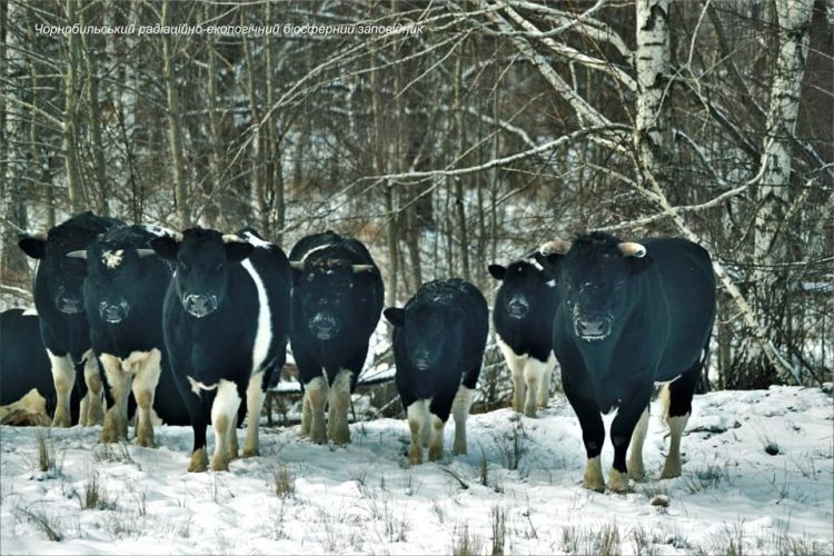 Vacas selvagens de Chernobyl surpreendem cientistas