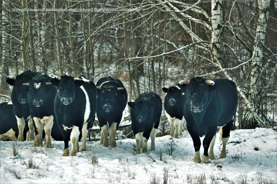 Vacas selvagens de Chernobyl surpreendem cientistas ➤ Buzzday.info