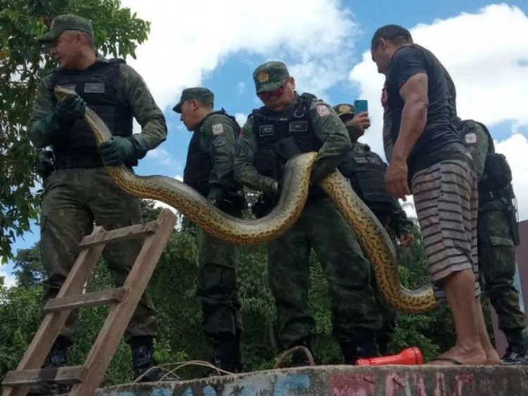 A polícia militar liberou uma sucuri gigante na natureza depois que ela assustou moradores de Belém. A cobra de 6 metros de comprimento foi capturada e amarrada