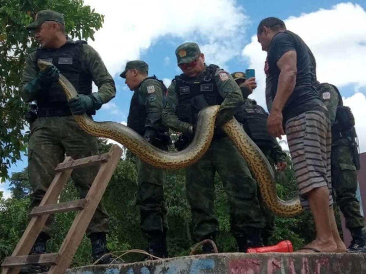 A polícia militar liberou uma sucuri gigante na natureza depois que ela assustou moradores de Belém. A cobra de 6 metros de comprimento foi capturada e amarrada ➤ Buzzday.info