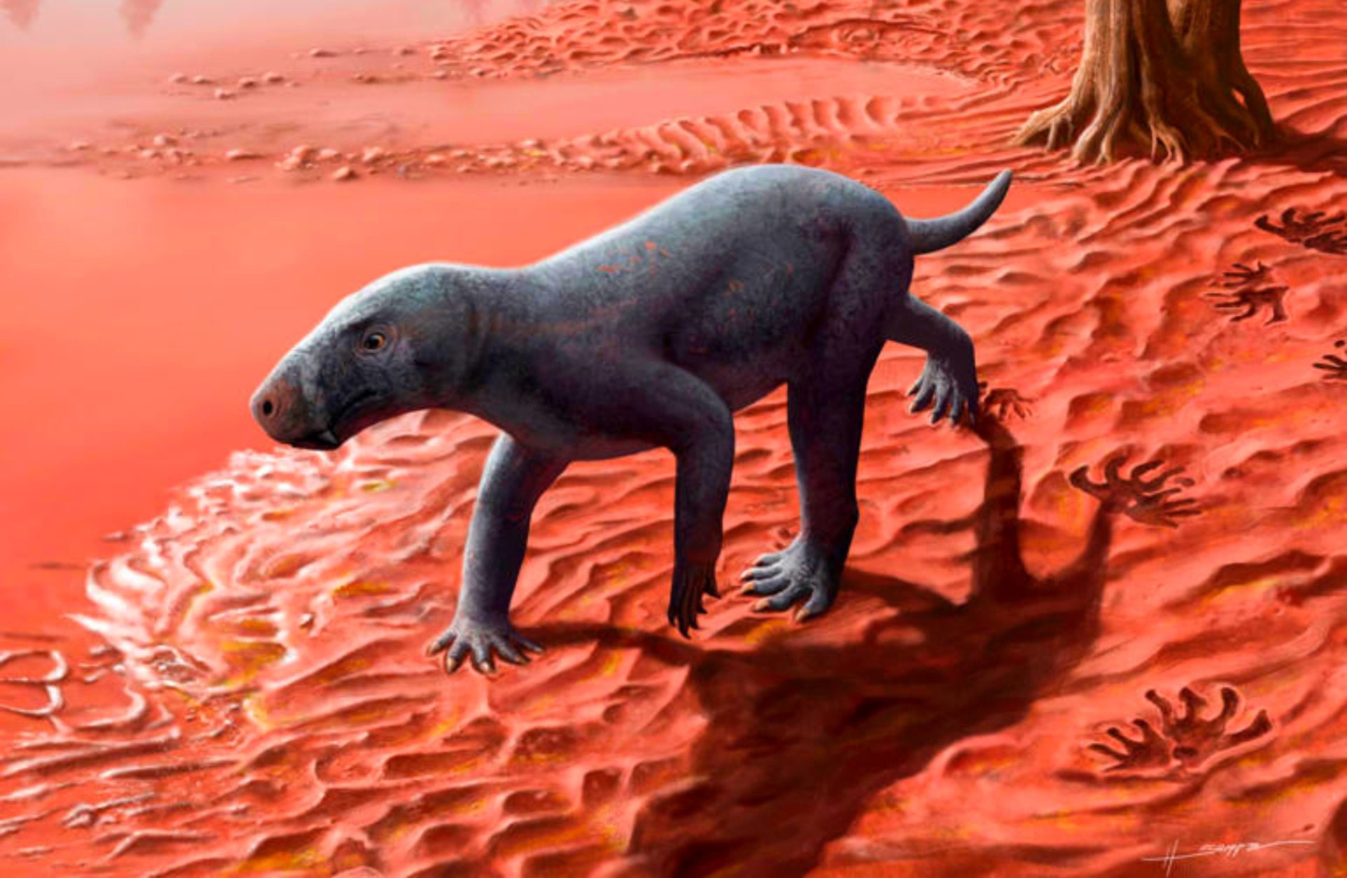 Un gorgonopsiano, una criatura parecida a un perro sin orejas ni pelo y con dientes de sable, ha sido hallado en Mallorca. Se trata del antepasado más antiguo conocido de los mamíferos ➤ Buzzday.info