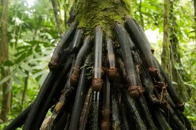 Dois anos depois do desaparecimento da mãe, o caminhante nota caroços na árvore ➤ Buzzday.info