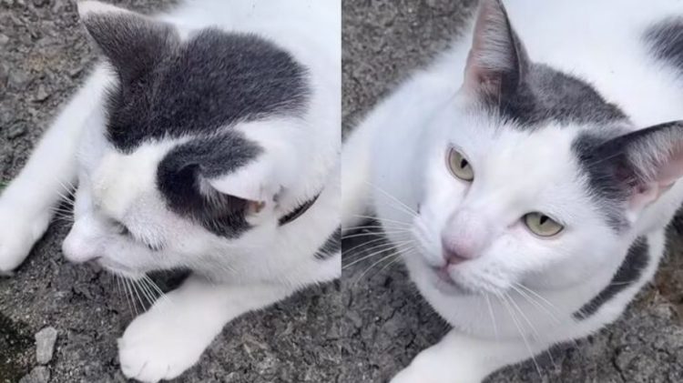 O gato com nariz humano que está viralizando online