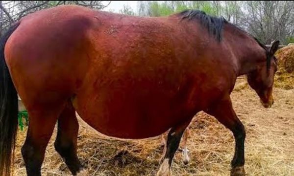 El caballo se niega a dar a luz, pero el veterinario está a mano para salvar el día! ➤ Buzzday.info