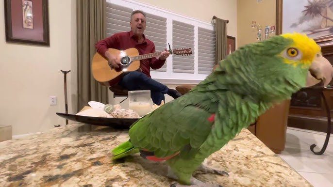 Mira a este loro cantar la canción de Beyoncé de manera hermosa