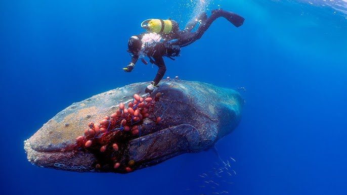 Uma baleia gigante não deixa um mergulhador em paz ➤ Buzzday.info