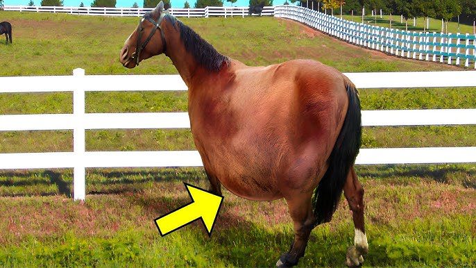 O cavalo se recusa a dar à luz, mas o veterinário está à disposição para salvar o dia!