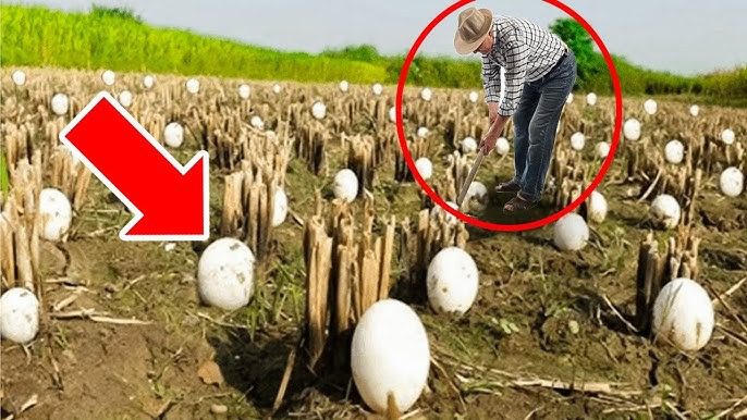 El sorprendente descubrimiento del granjero: ¡Los huevos misteriosos se convierten en criaturas asombrosas! ➤ Buzzday.info