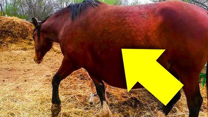 Das Pferd weigert sich zu gebären, aber der Tierarzt ist zur Stelle, um die Situation zu retten!
