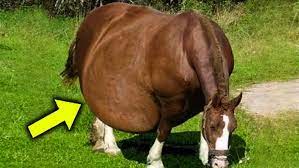 O cavalo se recusa a dar à luz, mas o veterinário está à disposição para salvar o dia!