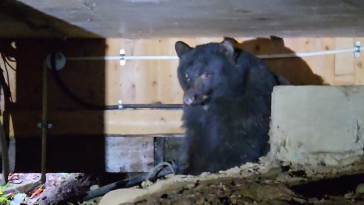 Egy nő talált egy medvét az otthonában, és kitalált egy okos módszert, hogy megszabaduljon tőle