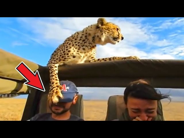 Evita estos encuentros con animales. ¡Son divertidos y aterradores!
