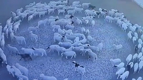 El veterinario notó que los animales se comportaban de forma extraña. Dijo: «Esto no está bien; tenemos que escapar»