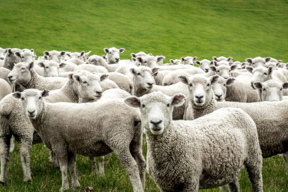 El veterinario notó que los animales se comportaban de forma extraña. Dijo: «Esto no está bien; tenemos que escapar»