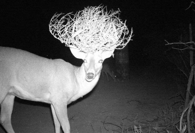 Невероватне фотографије снимљене камерама за стазе. ➤ Buzzday.info