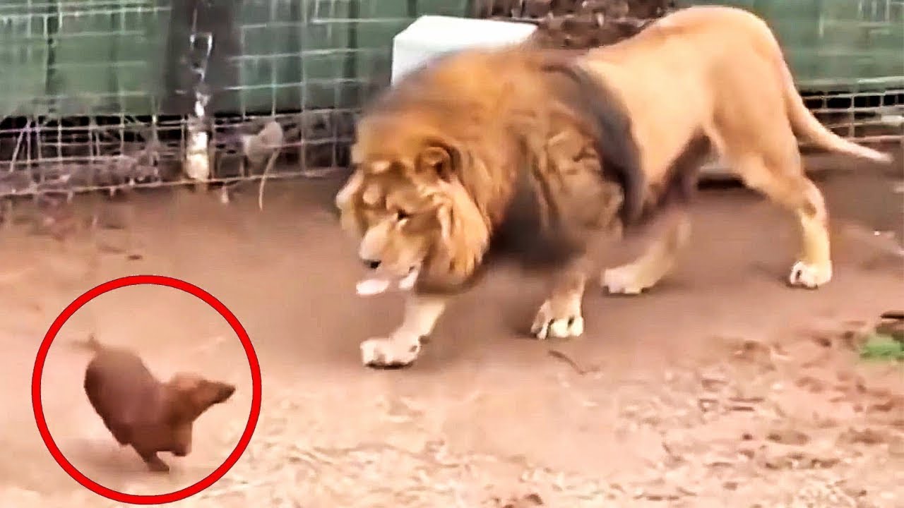 子犬がライオンの檻に滑り込む – 動物園の飼育員がカメラに捉えた光景は信じられない！ ➤ Buzzday.info