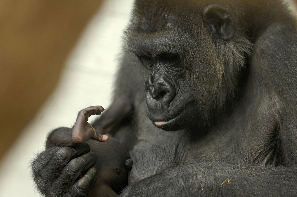 Uma gorila se recusa a dar à luz, revela ultrassom chocante ➤ Buzzday.info