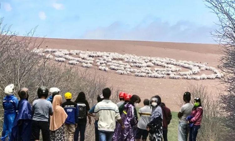 El veterinario notó que los animales se comportaban de forma extraña. Dijo: «Esto no está bien; tenemos que escapar»