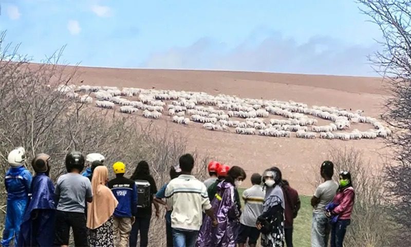 El veterinario notó que los animales se comportaban de forma extraña. Dijo: «Esto no está bien; tenemos que escapar» ➤ Buzzday.info
