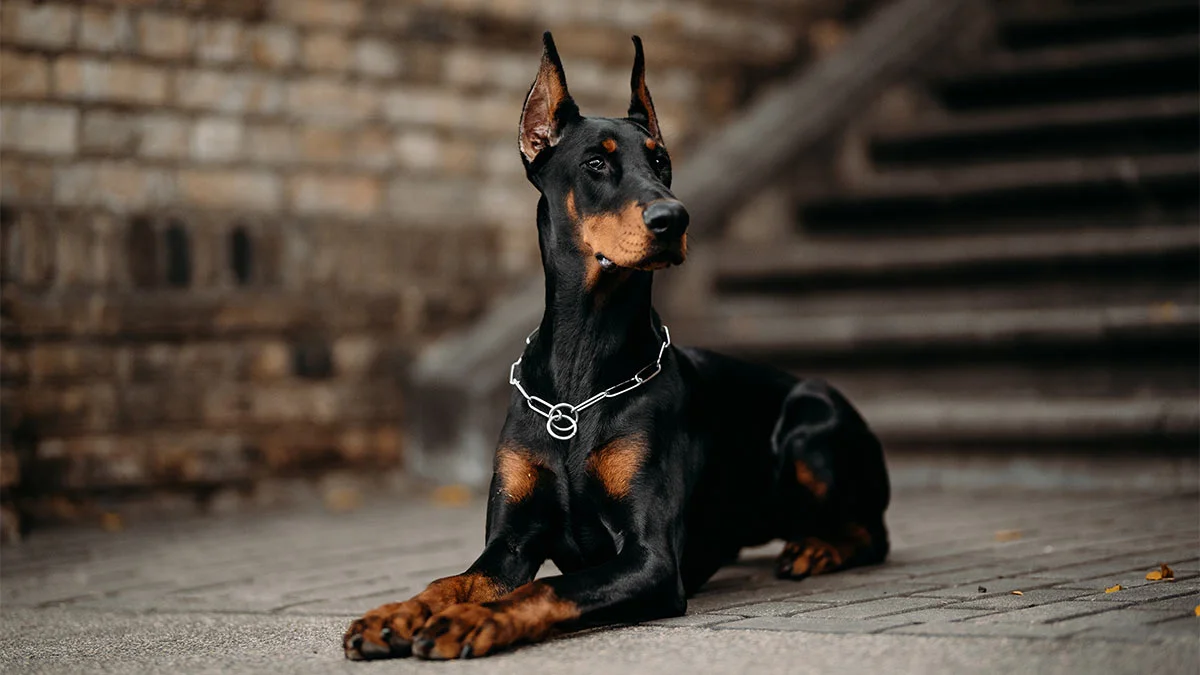 犬が女性を一人にしない – 理由を知った夫が警察を呼ぶ ➤ Buzzday.info