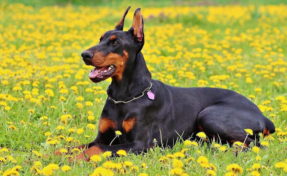 犬が女性を一人にしない – 理由を知った夫が警察を呼ぶ