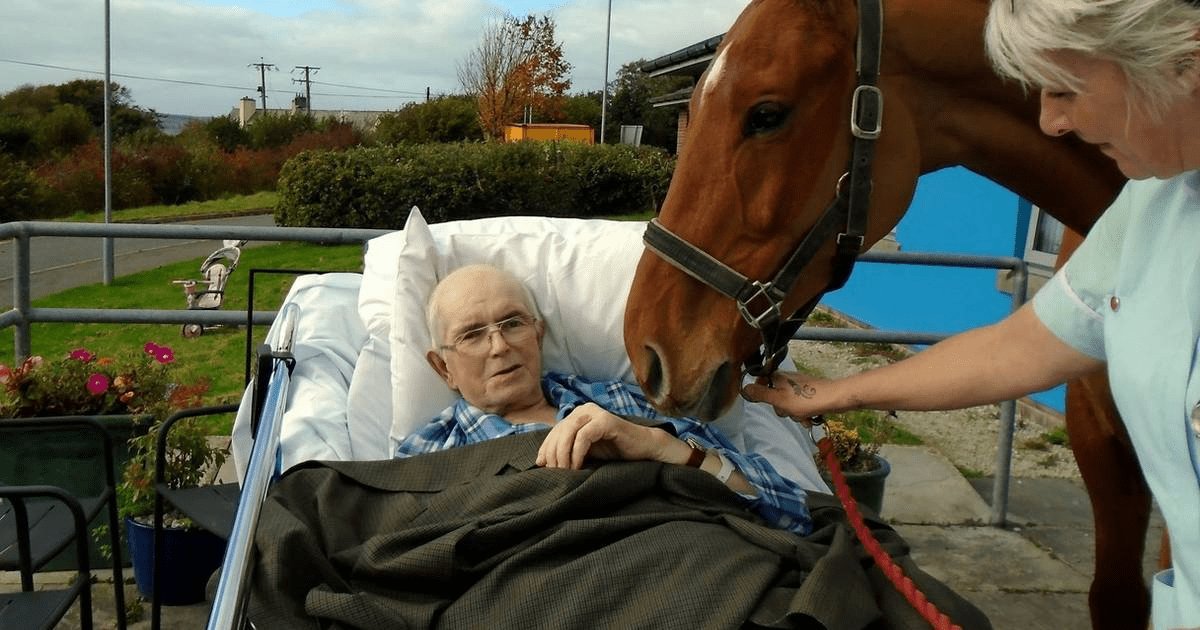 Cavalo invade hospital – Enfermeira levada às lágrimas