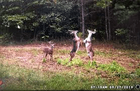 Fotos incríveis tiradas por câmeras de trilha