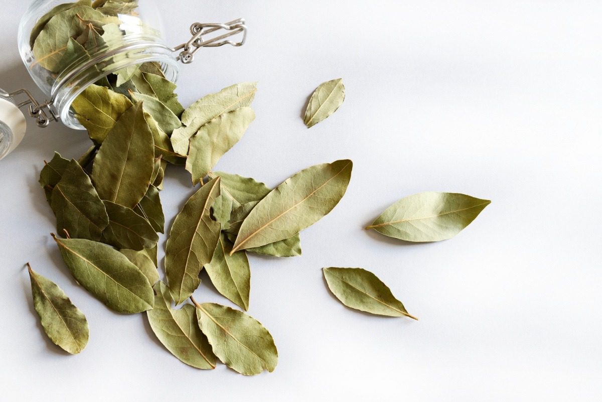 Bebe una infusión de laurel por la noche: notarás el efecto al instante