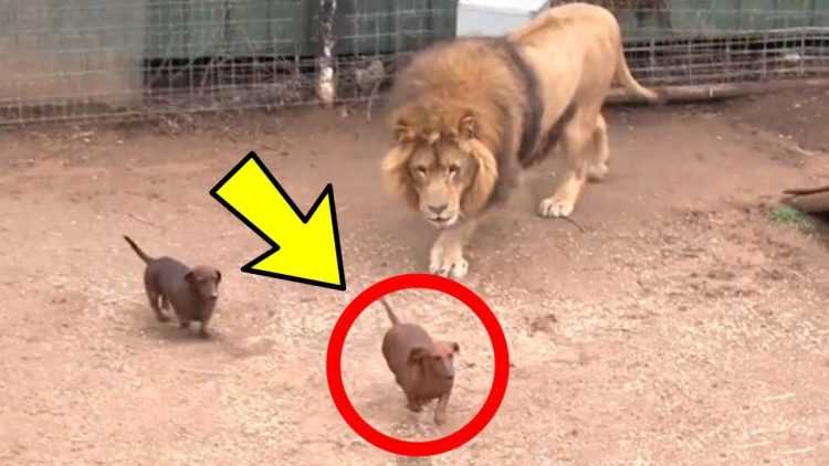 La gente metió a un perro salchicha en la jaula de un león y no pudieron predecir su reacción