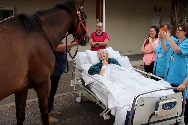 Cavalo invade hospital – Enfermeira levada às lágrimas