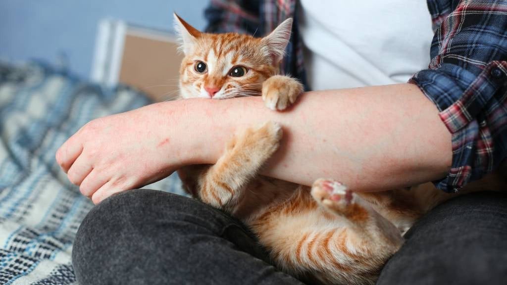 Wenn eine Katze ihren Besitzer beißt, bedeutet das Folgendes