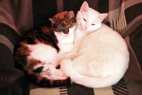 Katze umarmt Freund immer wieder, bevor sie eingeschläfert wird – Der Grund dafür wird Sie erblassen lassen!