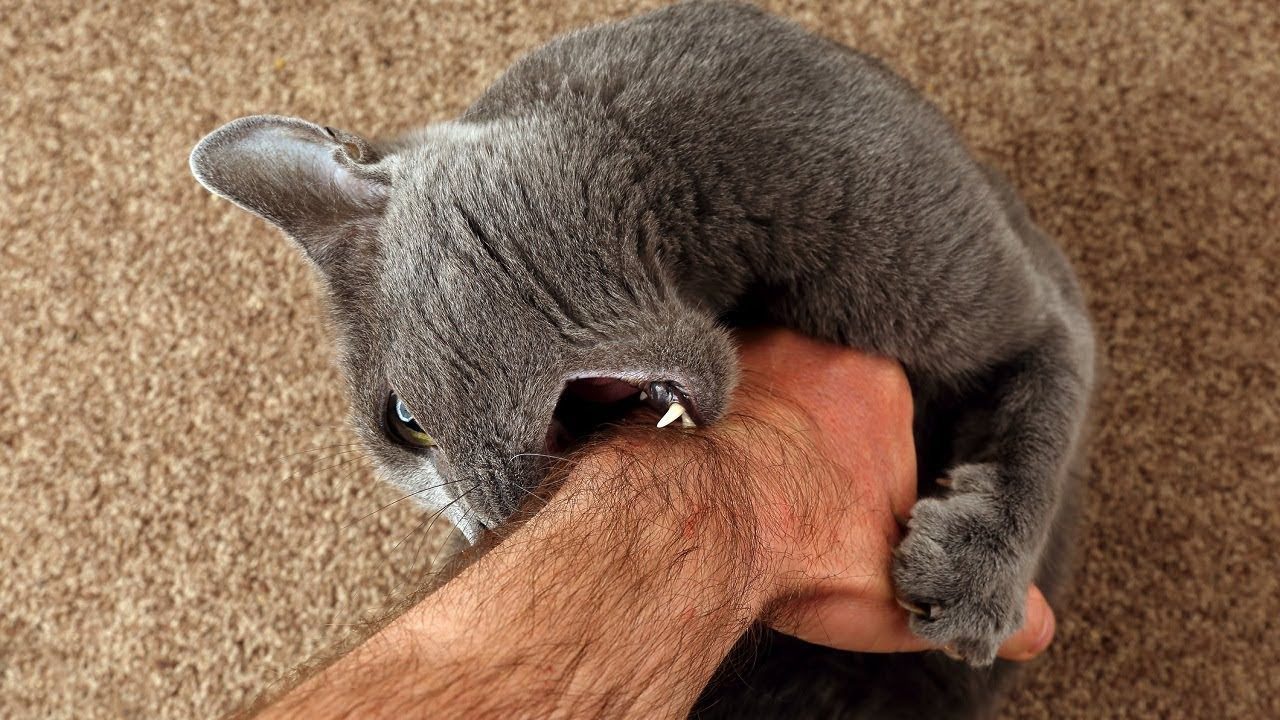 Wenn eine Katze ihren Besitzer beißt, bedeutet das Folgendes