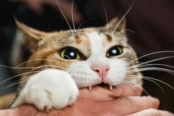 Wenn eine Katze ihren Besitzer beißt, bedeutet das Folgendes ➤ Buzzday.info