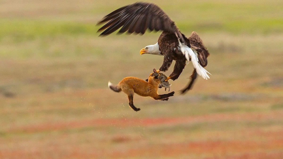Un águila sacó un conejo del jardín: ¡lo que encontraron los vecinos conmocionó a todos! ➤ Buzzday.info