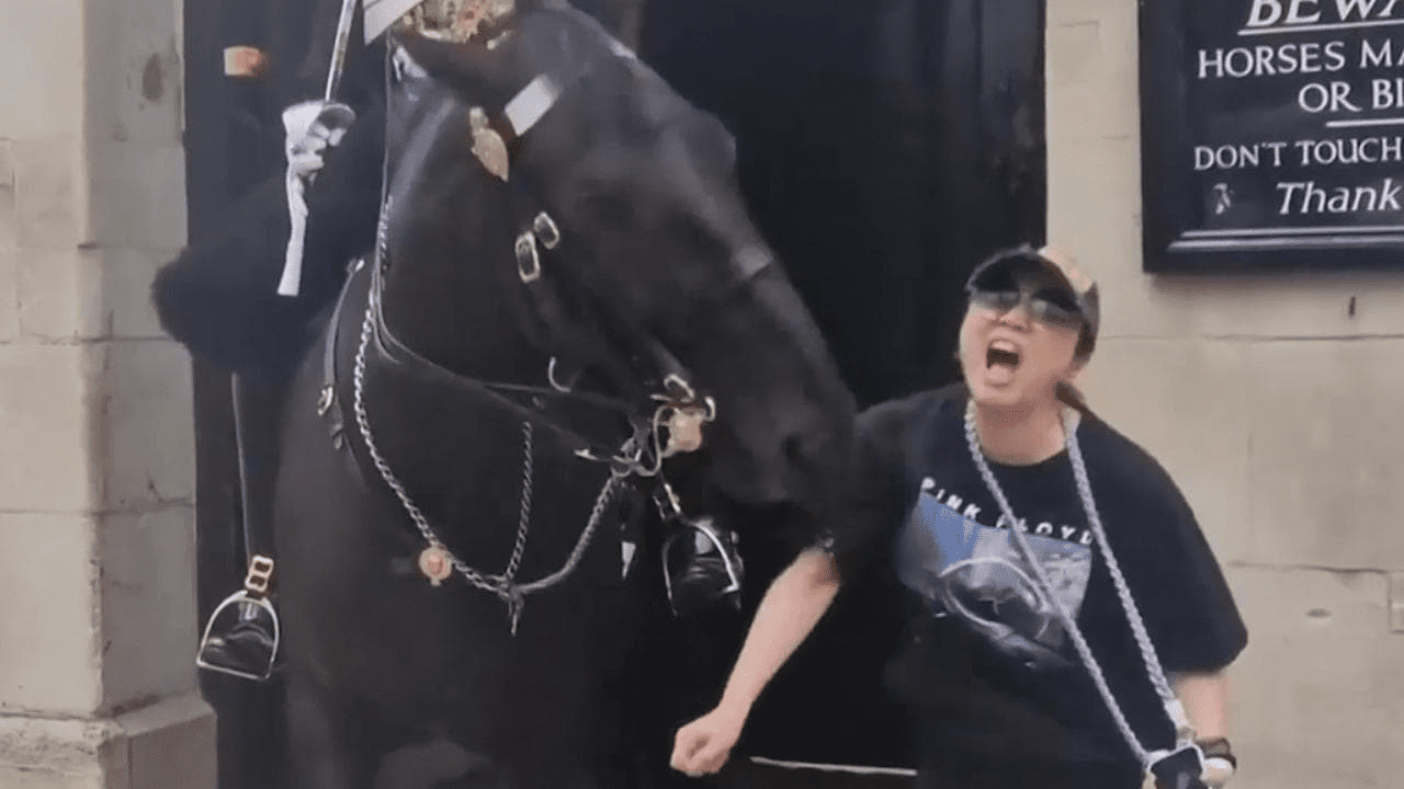 Video: Touristin ignorierte Warnung und wurde von einem Pferd der Londoner Wache gebissen