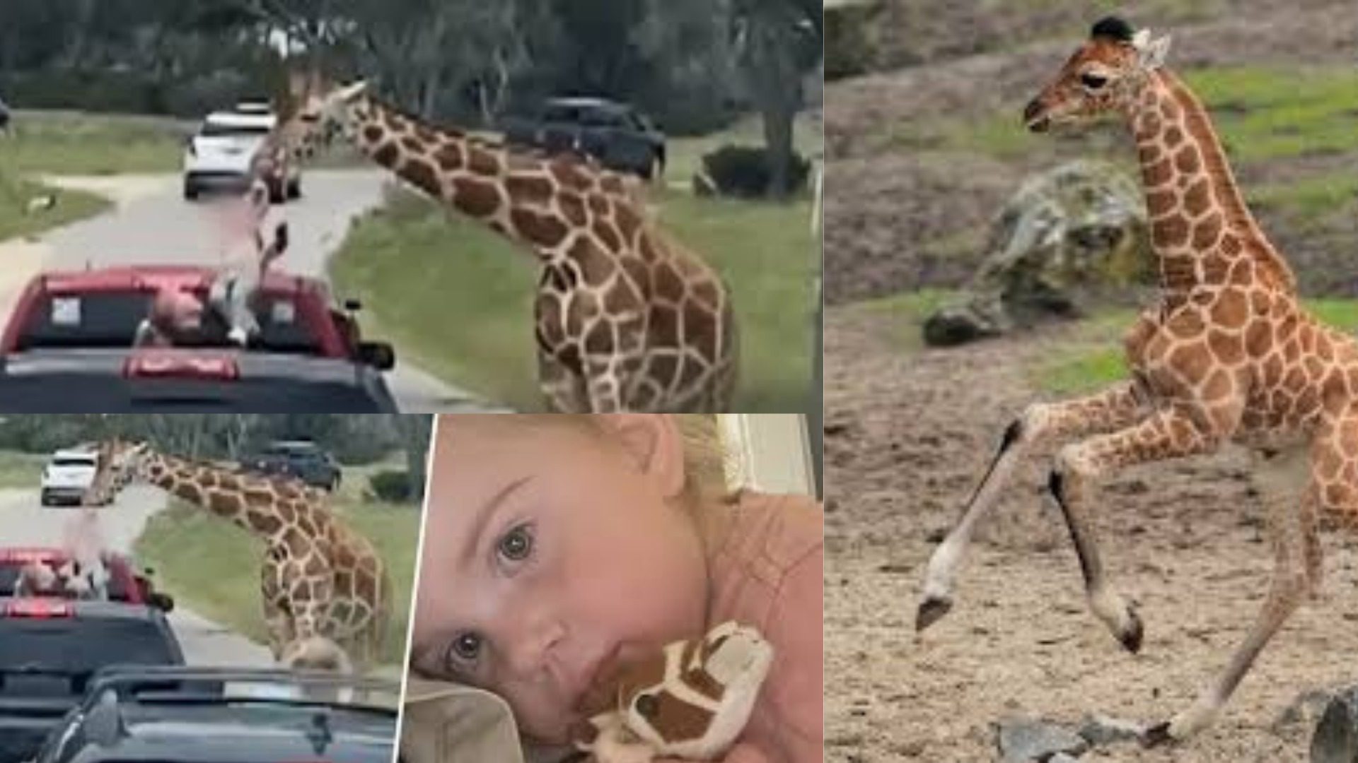 Jirafa hambrienta ‘robó’ a una bebé de los brazos de su madre durante un safari (Video)
