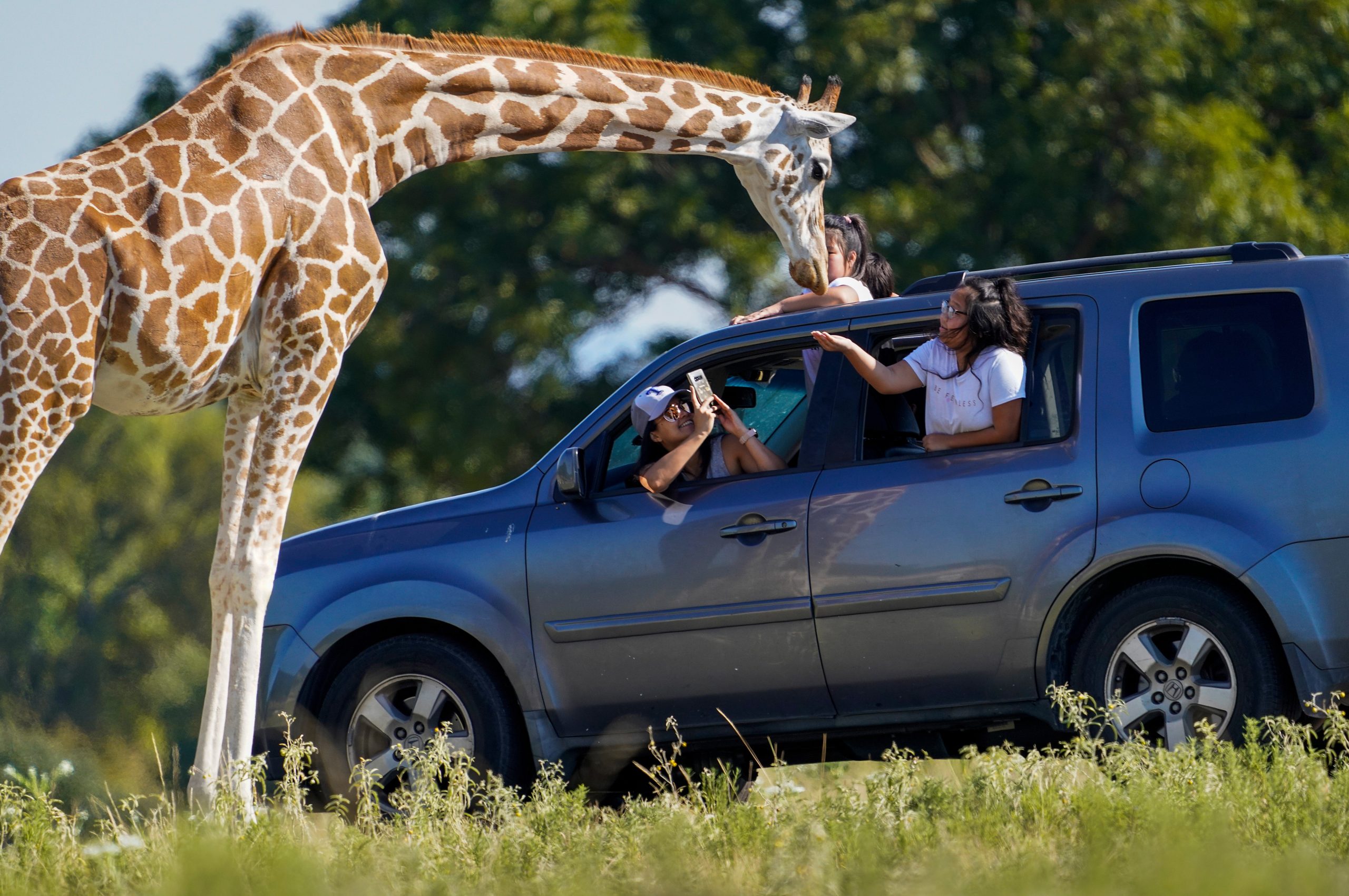 Jirafa hambrienta ‘robó’ a una bebé de los brazos de su madre durante un safari (Video) ➤ Buzzday.info