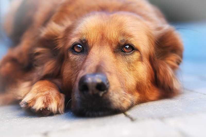 Perro que llora se niega a levantarse de la cama. Veterinario pregunta ➤ Buzzday.info