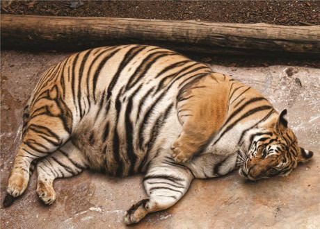 Tigresa gorda sorprende a veterinario al ver lo que realmente hay dentro ➤ Buzzday.info