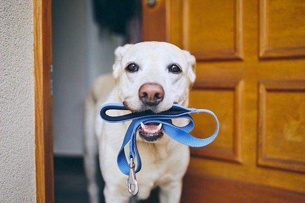 ¿Te entiende tu perro? 10 hábitos a los que vale la pena prestar atención ➤ Buzzday.info